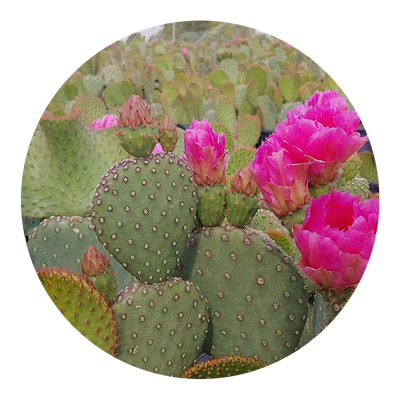 Prickly Pear Flowers | Rooted in