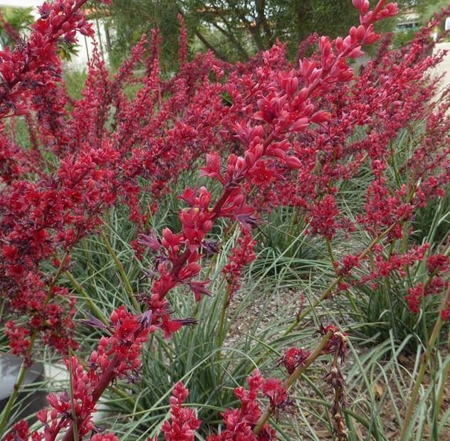 New “Yuccas” Offer a Variety of Blooms Rooted In
