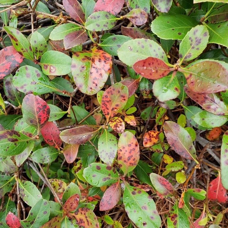 Plant This, Not That: Embracing Adapted Shrubs | Rooted In