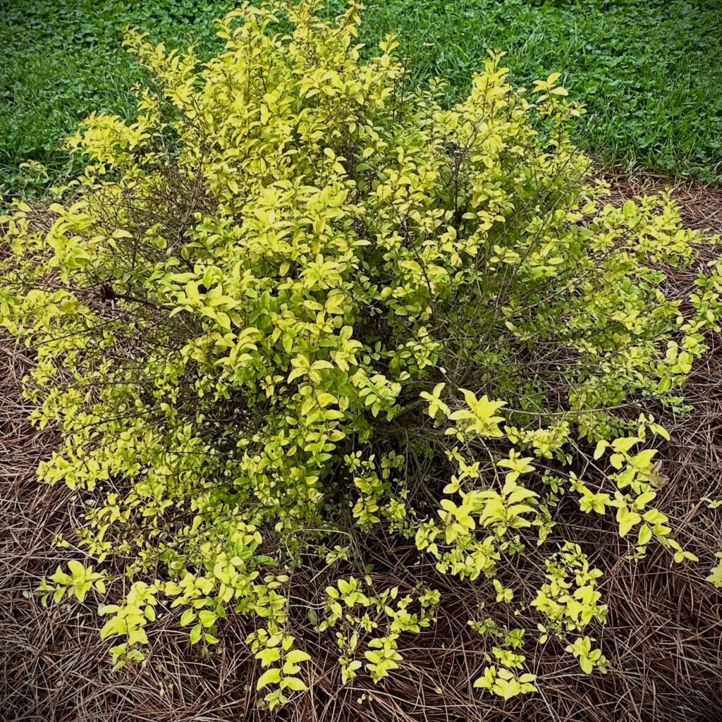 Plant This, Not That: Embracing Adapted Shrubs | Rooted In