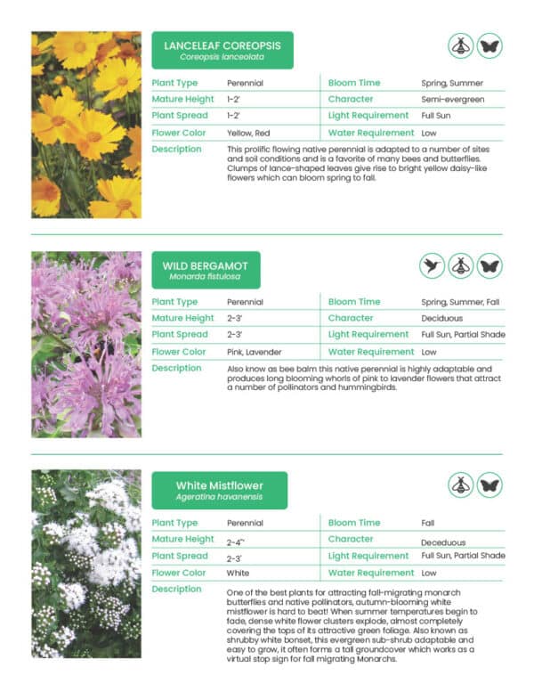 10 Texas Plants that Pollinators Love | Rooted In