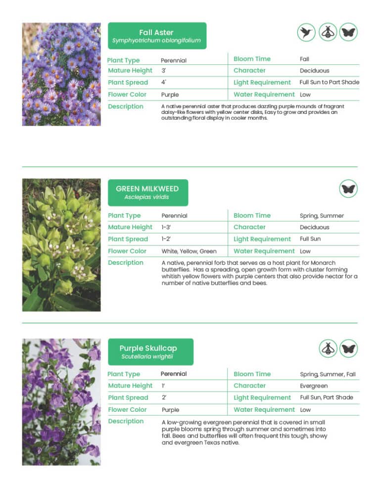 10 Texas Plants that Pollinators Love | Rooted In