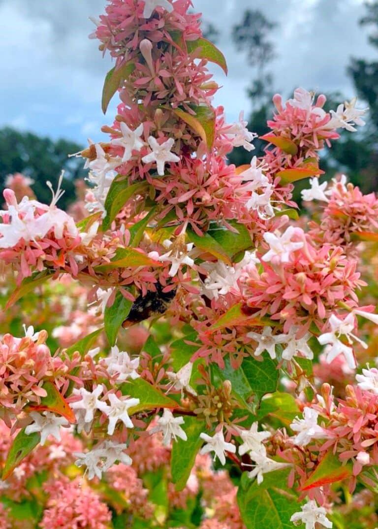 15 Shrubs to Plant NOW for Fall-Interest | Rooted In