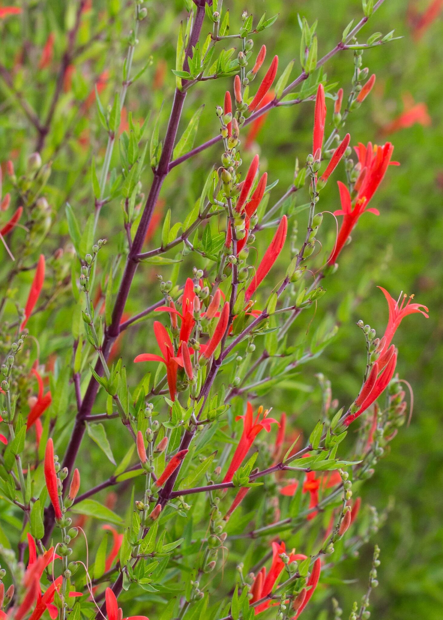 Spring Into Fall Fall-blooming Perennials to Plant NOW! | Rooted In