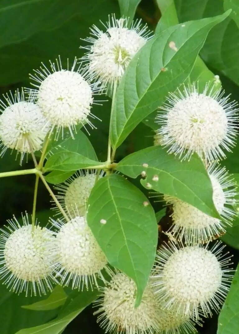 15 Shrubs to Plant NOW for FallInterest Rooted In