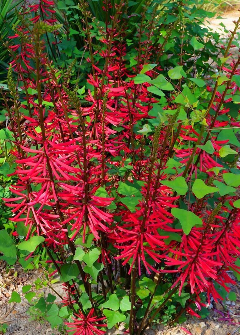 15 Shrubs to Plant NOW for Fall-Interest | Rooted In