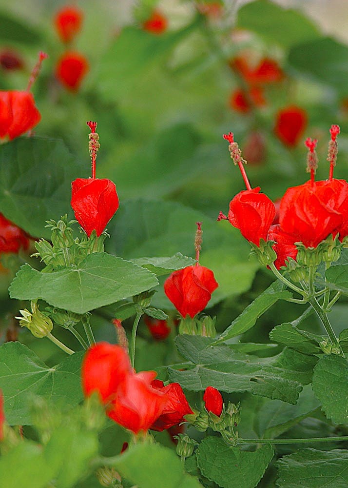 Spring Into Fall Fall-blooming Perennials to Plant NOW! | Rooted In