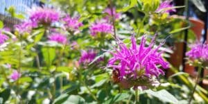 Texas native plants for pollinators