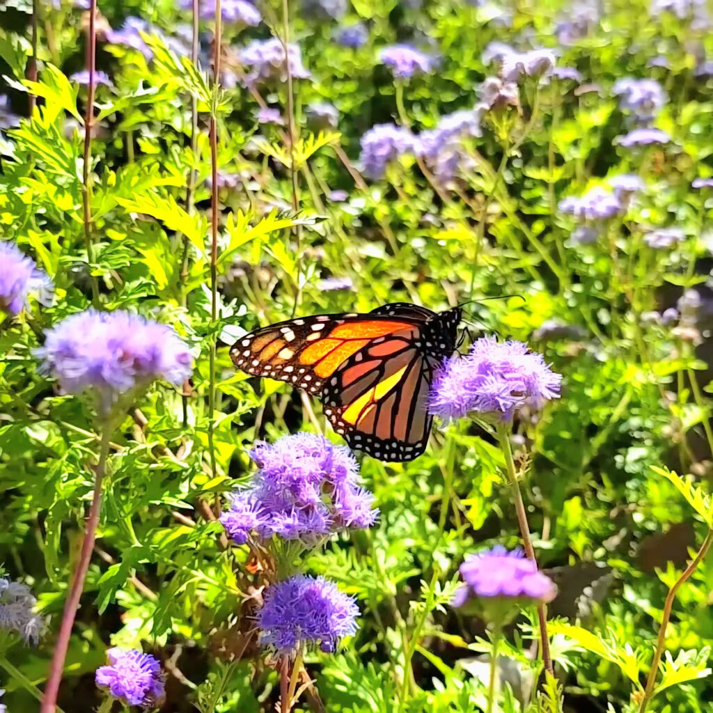 Texas native plants for pollinators