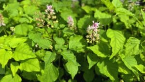 Discover pigeonberry, a Texas native ground cover that thrives in shade, clay, and drought. A pollinator plant with berries birds love.