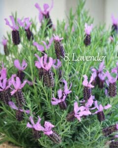 Lavender in raised container for better drainage in North Texas