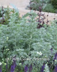 Powis Castle artemisia with silver foliage in moonlight
