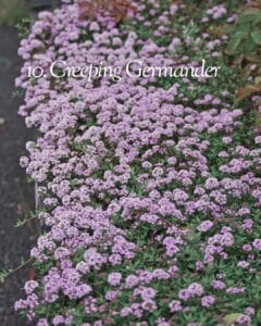 Creeping germander edging along stone path