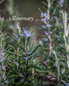 Rosemary plant in North Texas garden with edible blue flowers