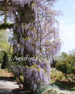 Amethyst Falls wisteria blooming on arbor in Texas garden