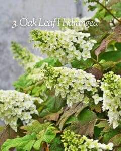 Oakleaf hydrangea shrub with panicle blooms and burgundy fall foliage