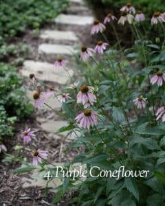 Purple coneflower (Echinacea purpurea) attracting bees in Texas