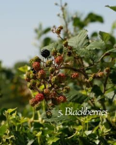 Blackberry brambles with spring flowers and summer fruit in North Texas