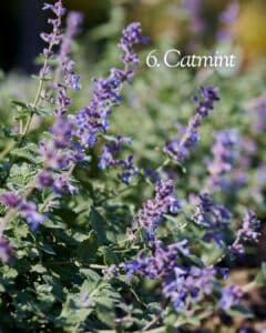 Catmint border (Nepeta) softening stone path with pollinators