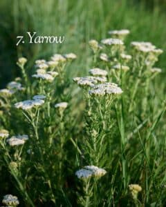 Yarrow (Achillea) umbel blooms and feathery foliage in a Texas bed