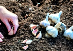 Hands planting garlic cloves in soil during fall gardening season in North Texas.