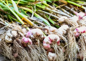 Garlic bulbs curing after harvest, a heat-tolerant variety grown in North Texas.