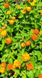 Texas Lantana
